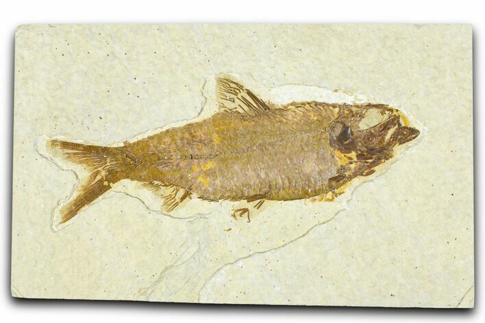 Detailed Fossil Fish (Knightia) - Wyoming #367460